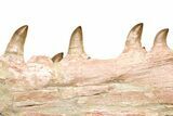Mosasaur Jaw with Eleven Teeth - Morocco #225340-4